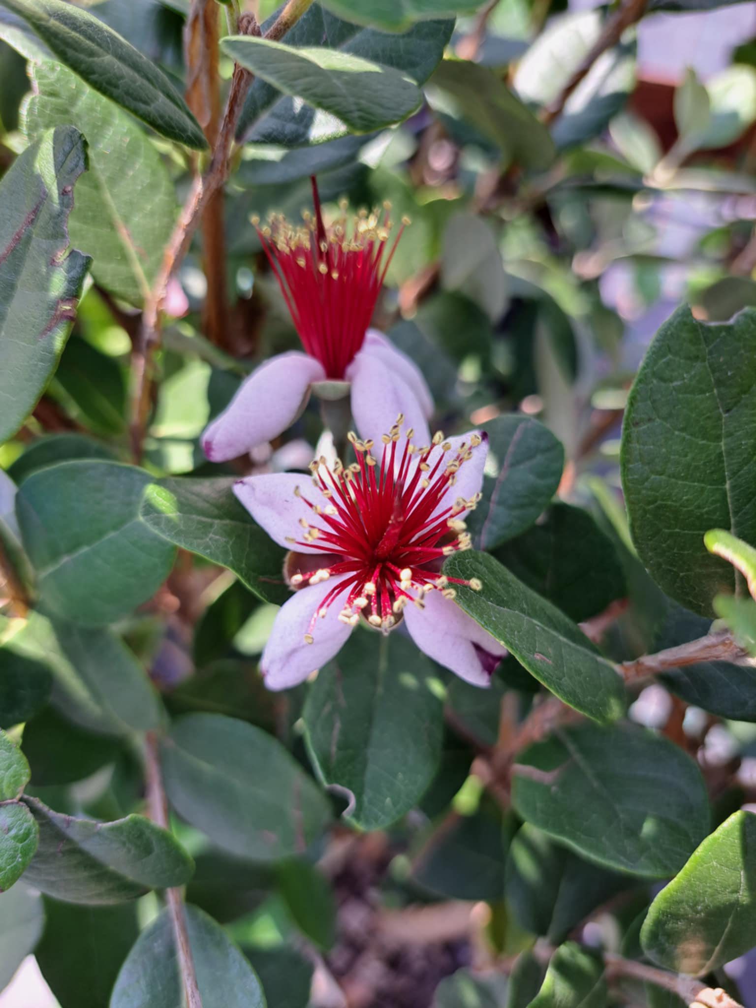 Örökzöld növény