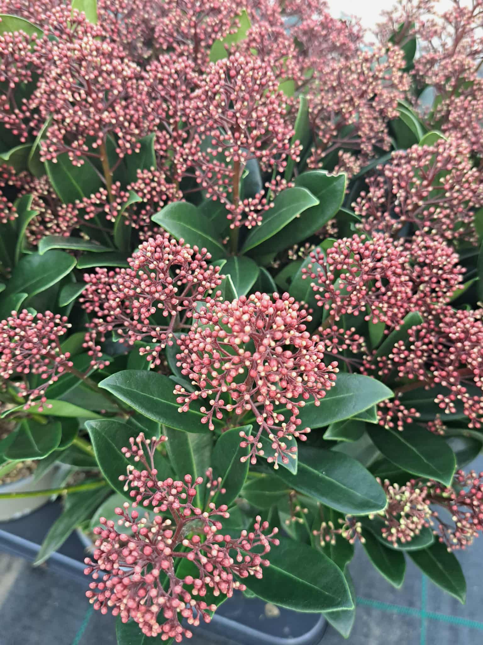 Örökzöld növény