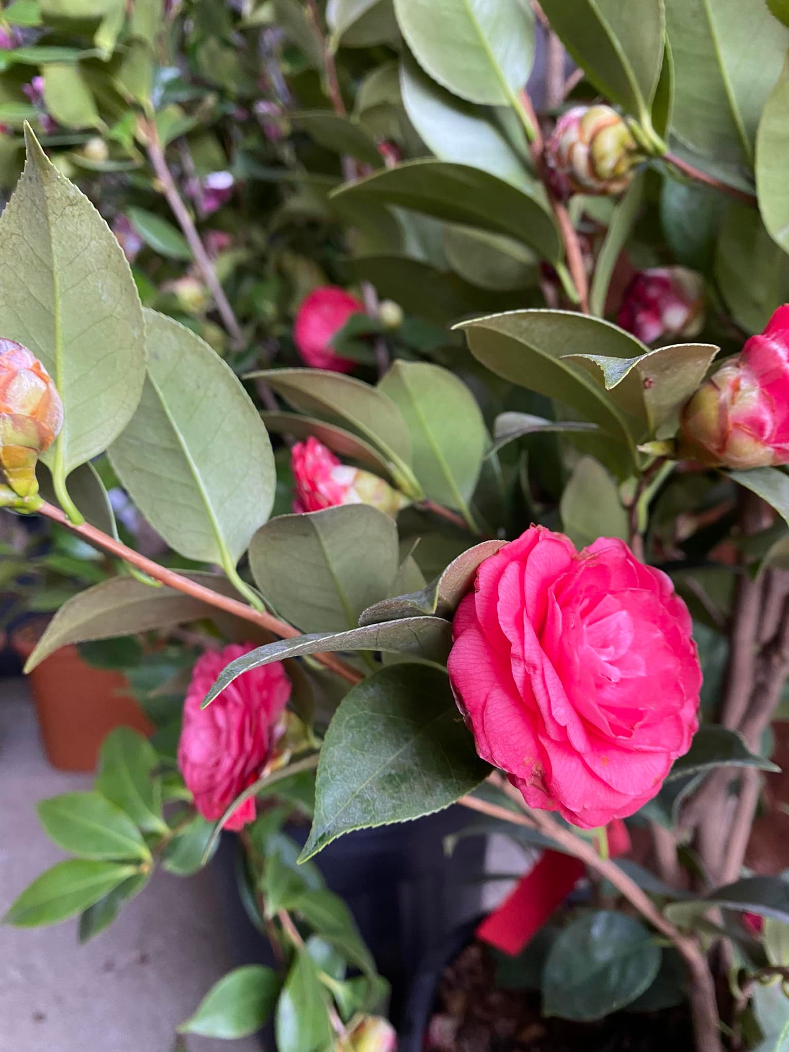 Örökzöld növény