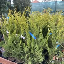 Örökzöld növény