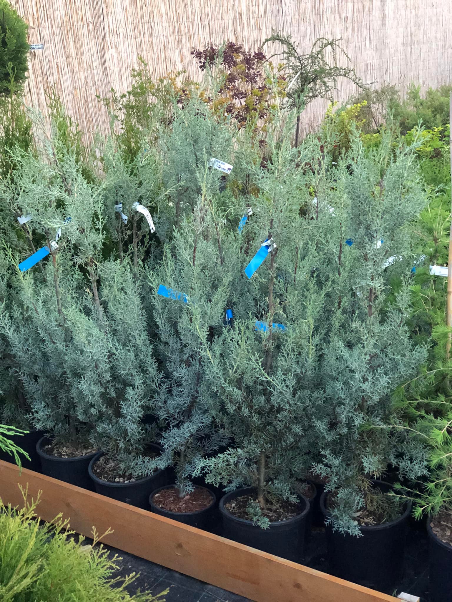 Örökzöld növény