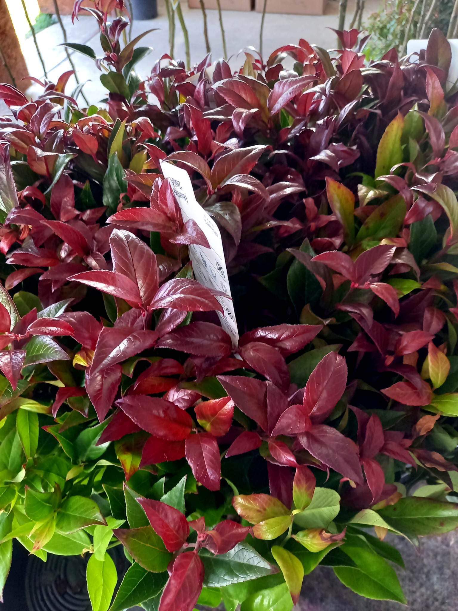 Örökzöld növény