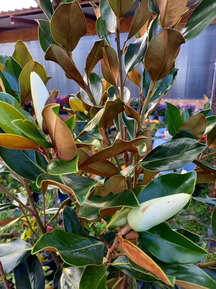 Örökzöld növény