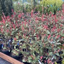 Örökzöld növény