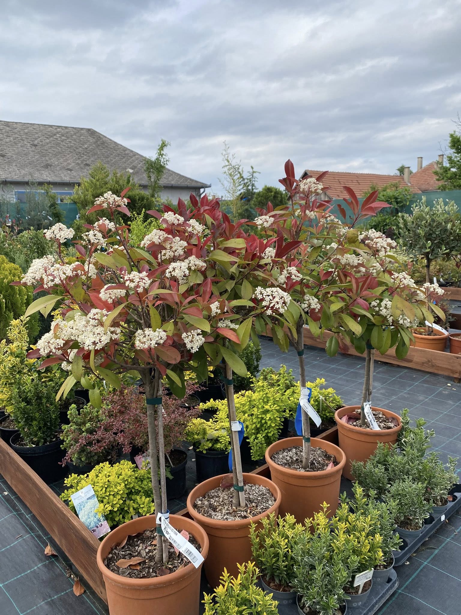 Örökzöld növény