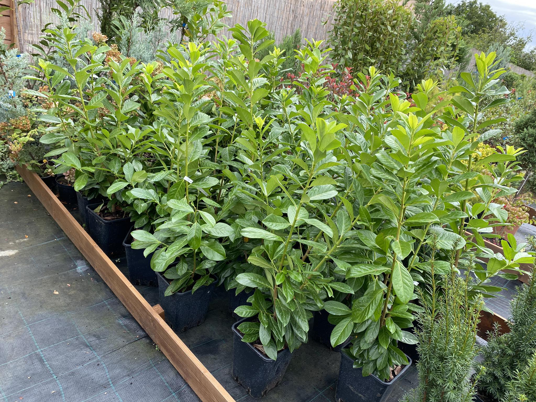 Örökzöld növény